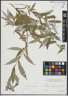 Foto von Salix alba L.